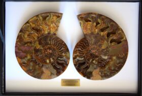 Estuche Fósil de Ammonites de Madagascar. 21 x 30cm.