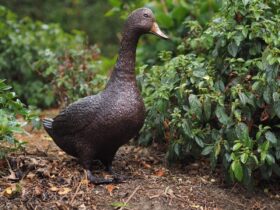 Figura de bronce. Pato. 48x19x50 cm