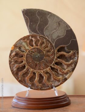 fosiles ammonites