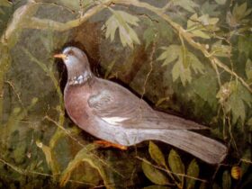 Turtle dove. Roman fresco. House of the gold bracelet, Pompeii.